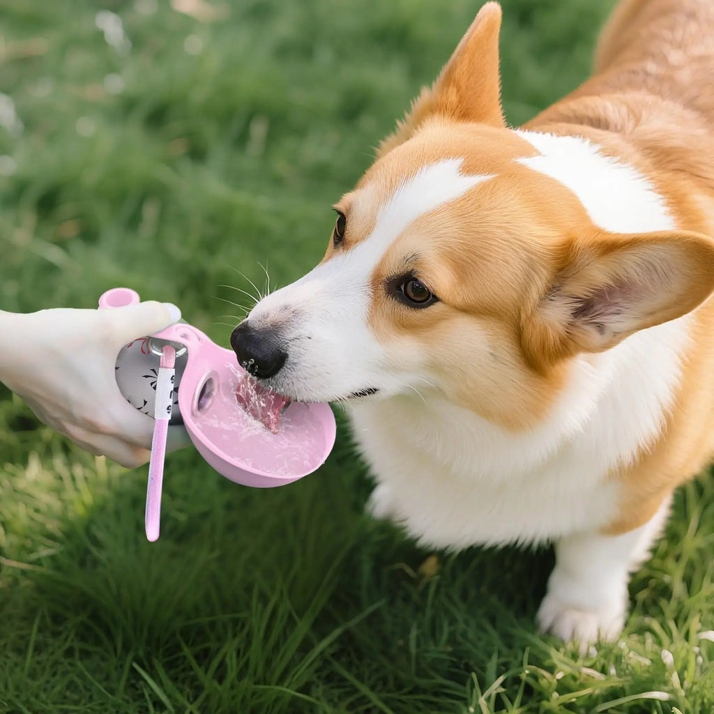 Gourde de voyage pour petit chien – anti-fuite et compacte